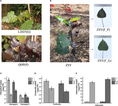 Transcriptome and metabolome analyses reveal molecular mechanisms of anthocyanin-related leaf color variation in poplar (Populus deltoides) cultivars